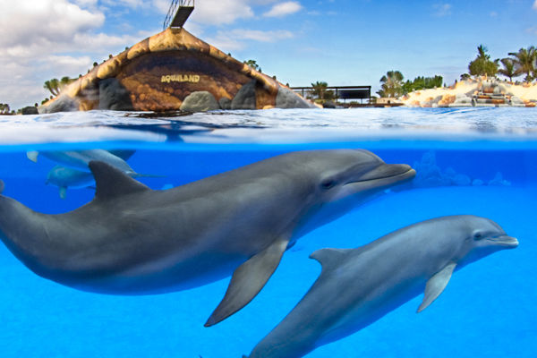 Aqualand delfiinid | Piletid Tenerife Kompassist